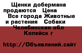 Щенки добермана  продаются › Цена ­ 45 000 - Все города Животные и растения » Собаки   . Челябинская обл.,Копейск г.